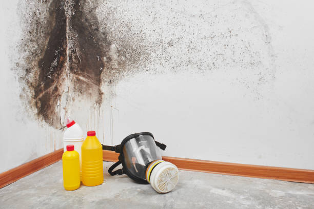 Certified Mold Removal in Glenside, PA