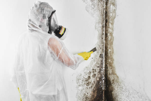 Best Attic Mold Removal  in Glenside, PA
