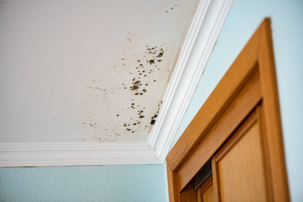 Best Toxic Mold Removal  in Glenside, PA