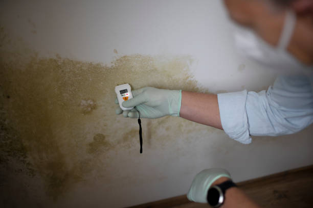 Best Professional Mold Removal  in Glenside, PA