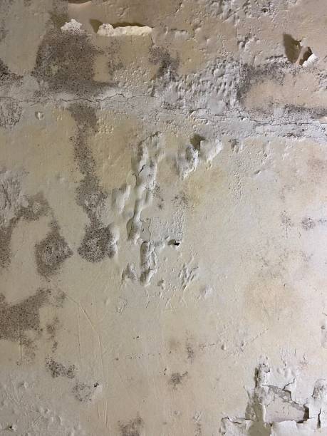 Best Crawl Space Mold Removal  in Glenside, PA