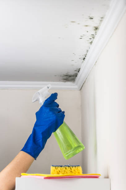 Mold Removal and Inspection in Glenside, PA