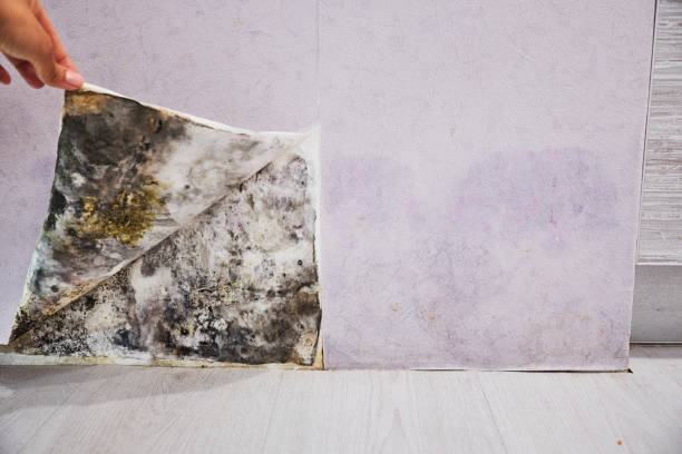 Best Certified Mold Removal  in Glenside, PA